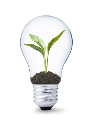 green energy concept, lightbulb with plant growing inside