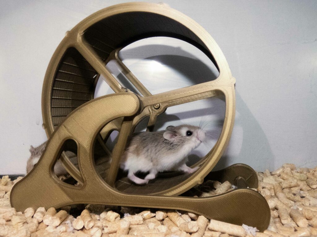 Acessórios impressos em 3D para pets em diversas cores e formatos